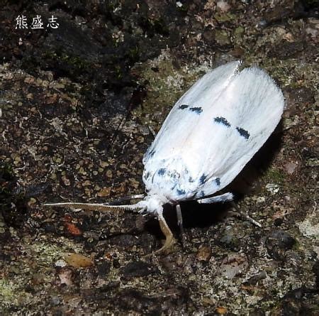 木蛾|木蛾 Comocritis albicapilla Moriuti, 1974 [特有]